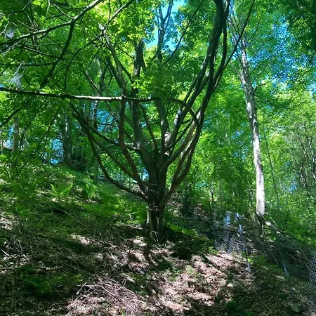 Atlantycki *